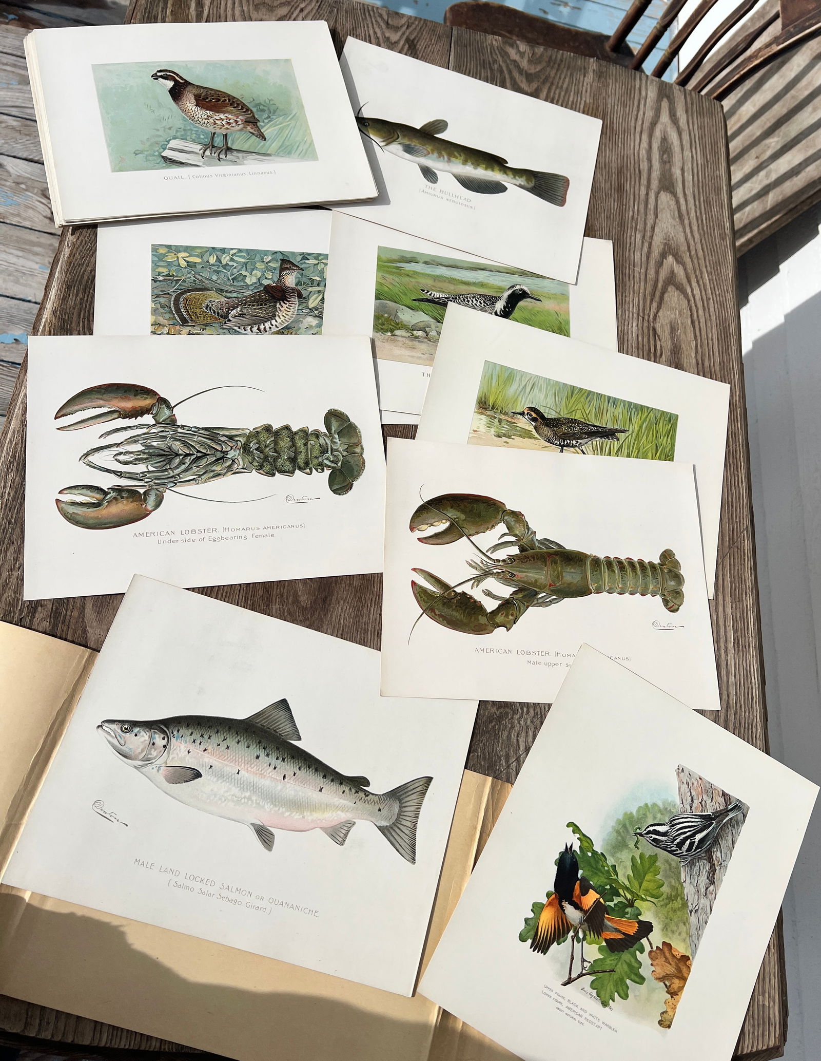 Adirondack NY Forest Fish Game 7th Report Denton Print Portfolio Trout Birds  etc. (1 of 16)