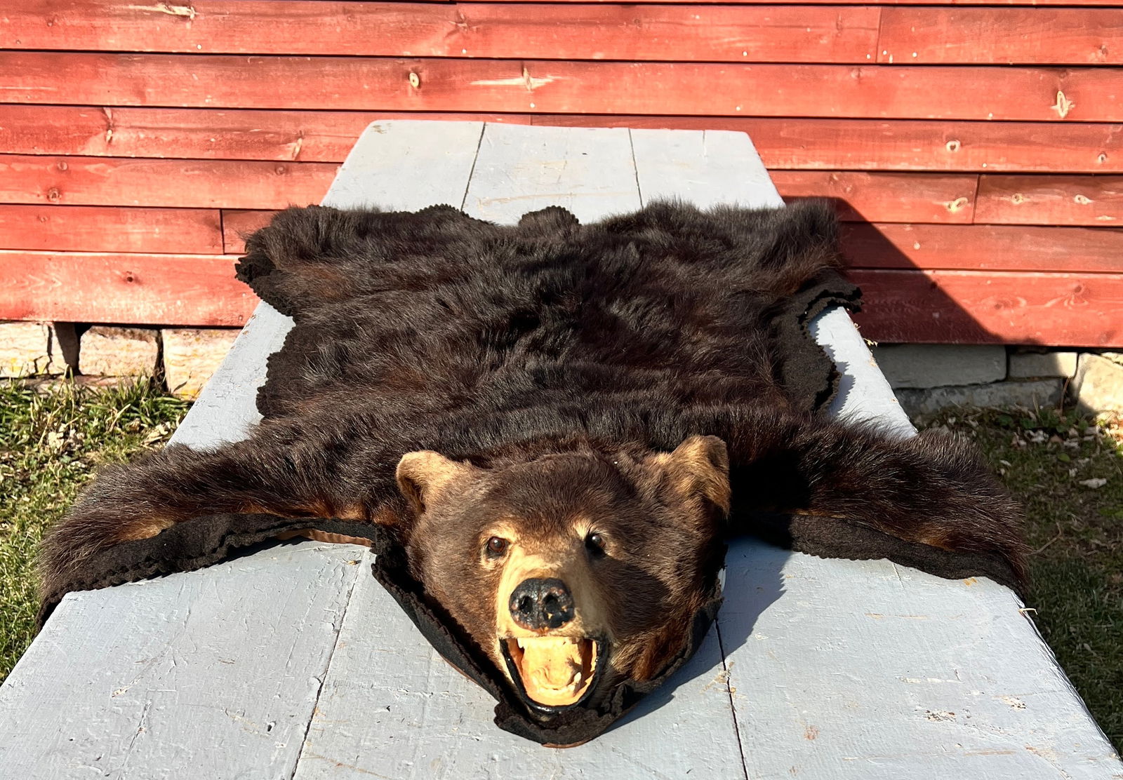 Beautiful Taxidermy Adirondack Black Bear Rug (1 of 14)