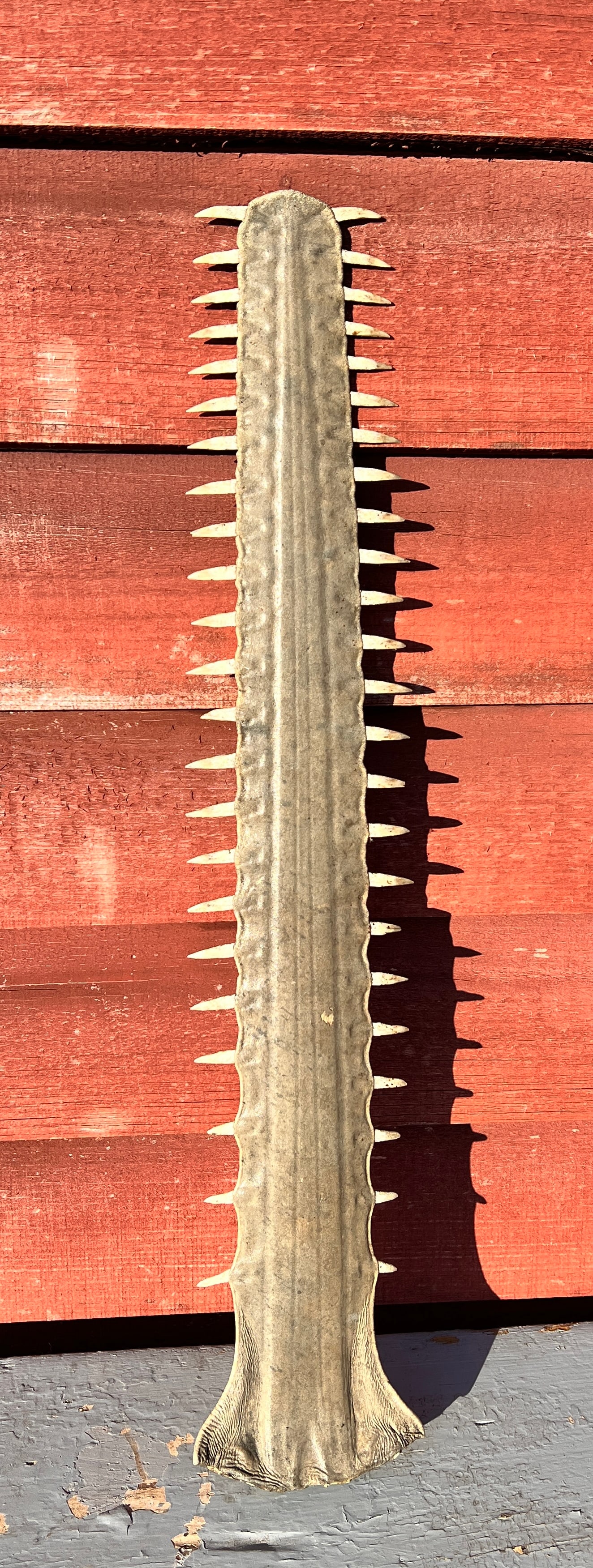 Antique Sawfish Rostrum Saw Bill Tooth Taxidermy: Really nice shape. Appox 23 inches. What's to Love - Must have had a good life as he had good teeth.