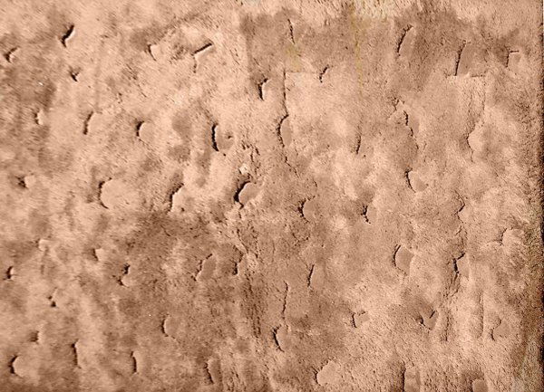 Modernist rug by Edward Fields: Edward Fields rug in cream and ivory with abstract carvings in the pile. Dated 1971. Measures 6' 8" x 11' 6". Good condition. Estimate $300-500, no reserve.