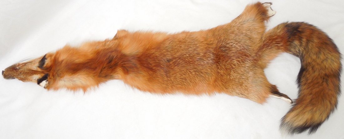 Soft Tanned Red Fox Fur: Fur as shown from the Western, NY area. Measures approximately 47 inches in length.