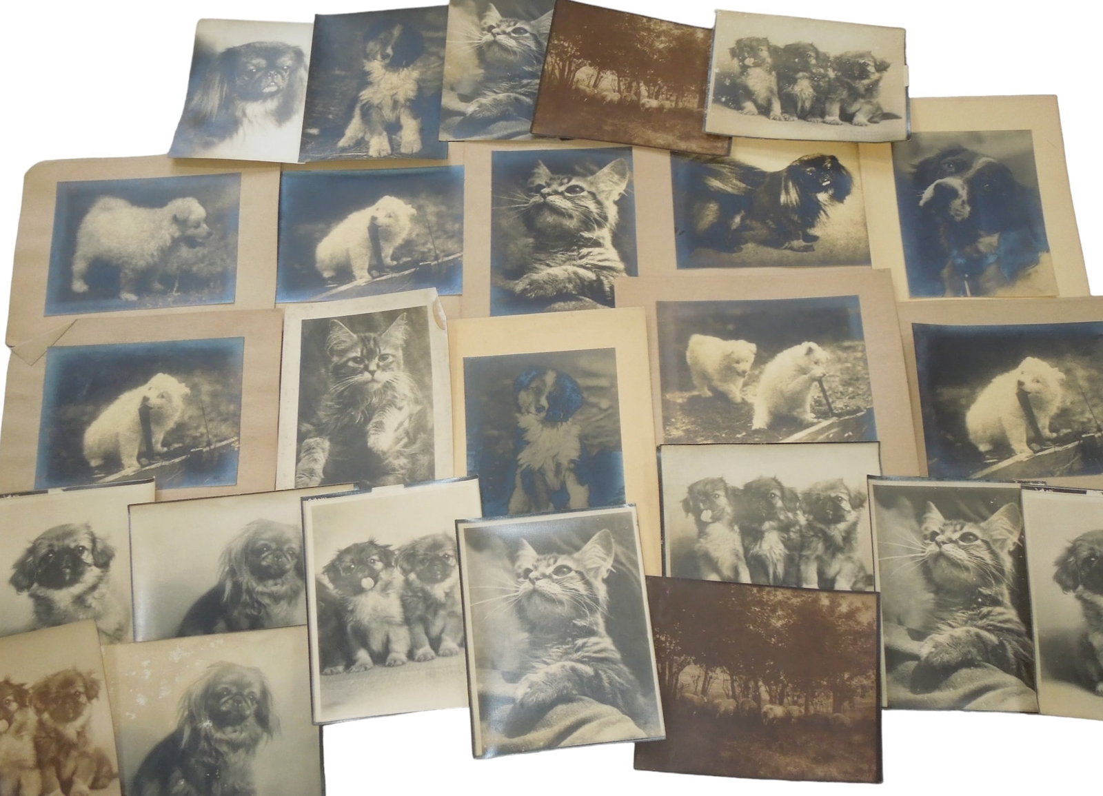 1920s - 1930s Photos of Animals Ernest Rawleigh Lot: Original lot of prints and photos by Ernest Joseph Rawleigh (1883 - 1954) who was a prominent western New York photographer, photo-pictorialist, painter, and award winning landscape gardener. Some app