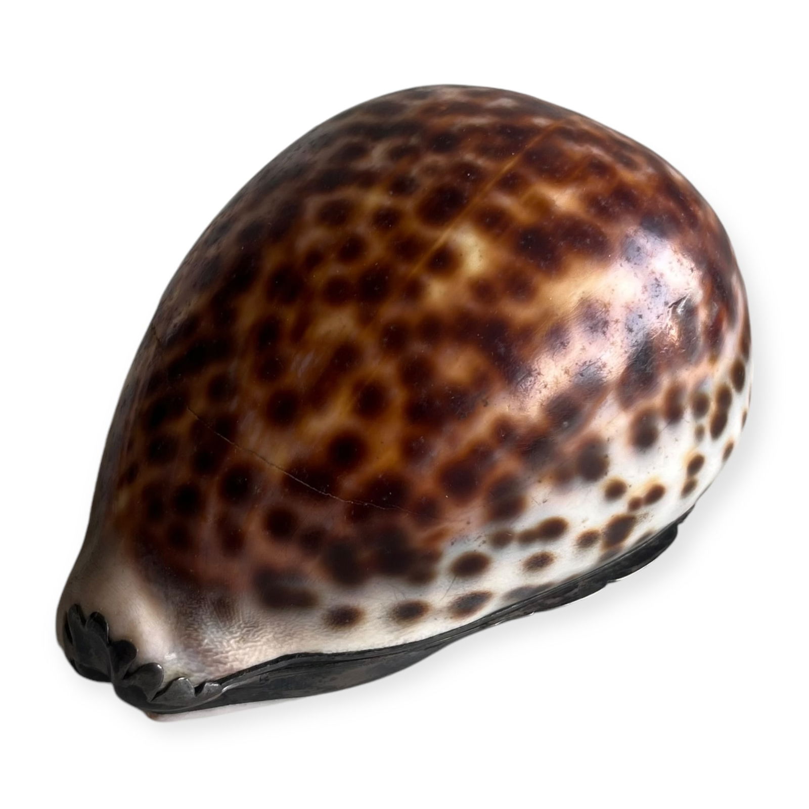Cowrie Shell Snuff Box (1 of 2)