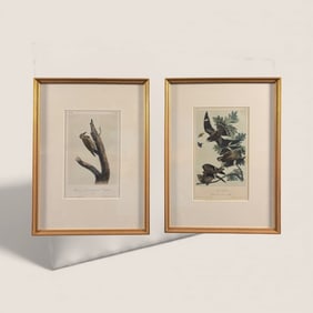 Audubon Octavo 2nd Edition Prints.