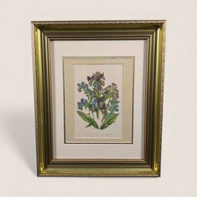 Antique Hand Colored Engraving Bugloss & Lungwort