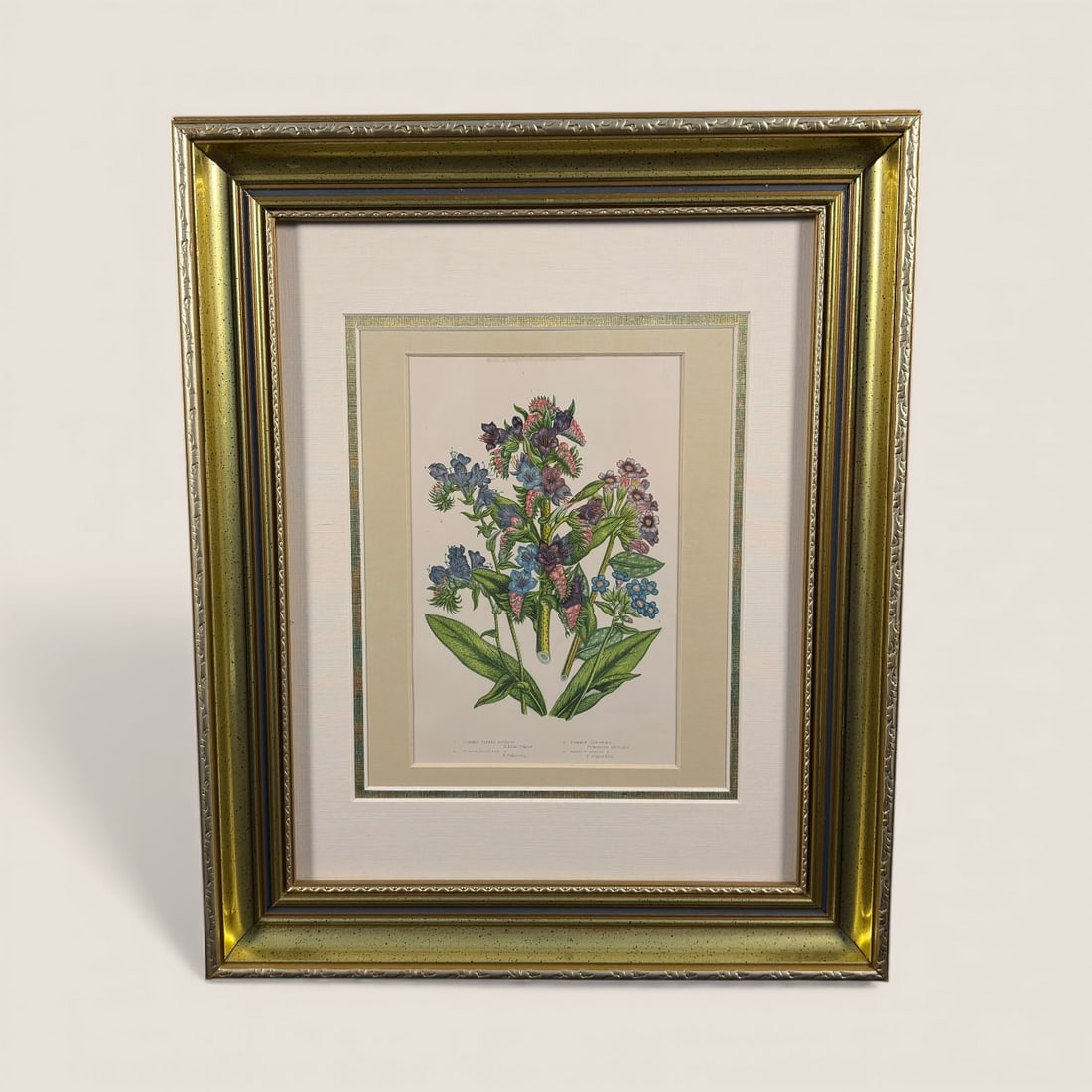 Antique Hand Colored Engraving Bugloss & Lungwort: A nice hand colored engraving . Bugloss & Lungwort W@.Dukes [ 1852-1892 ]. English 17 1/2 x 14 1/2 frame sign.