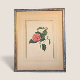 Antique Hand Colored Botanical Print. " Camellia "
