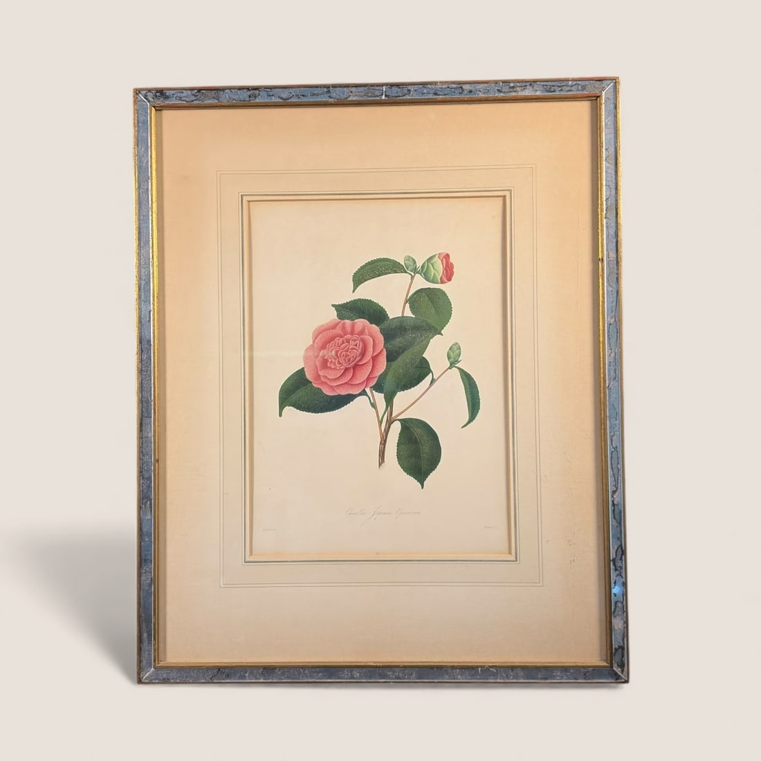 Antique Hand Colored Botanical Print. " Camellia " (1 of 2)