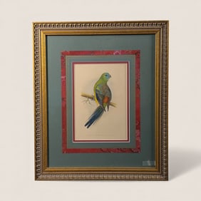 Hand Colored Lithograph Of A Parakeet 1884 England