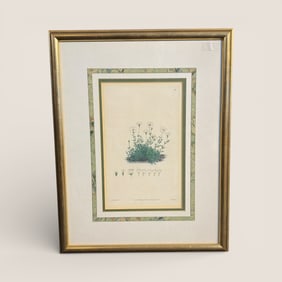 Colored  Engraving. 19th Century