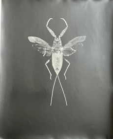 Art photograph 1980s