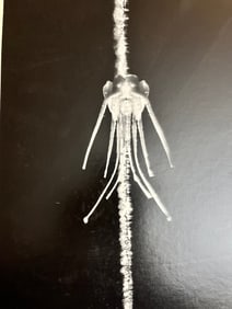 1960s art photography photographer unknown