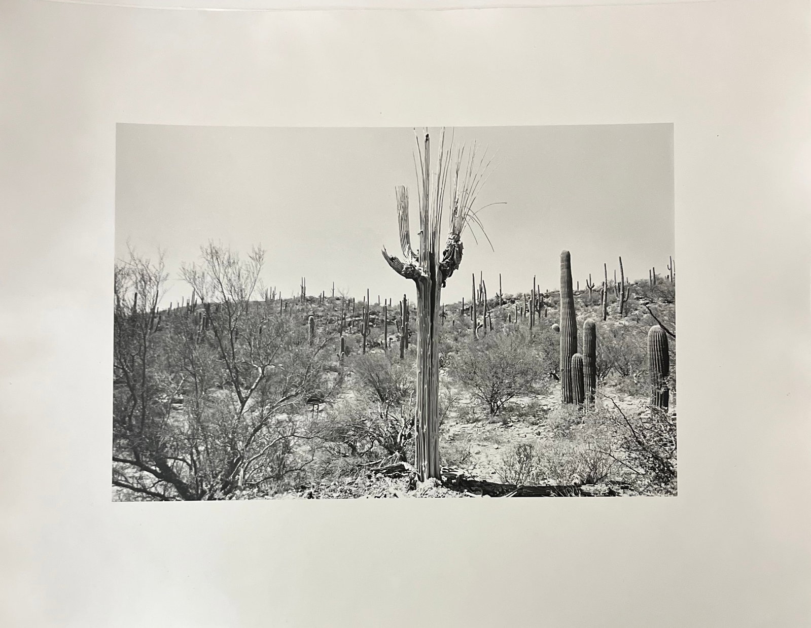 Allison Haley photograph: Alison Healy photographer photograph on paper good condition 11 x 14