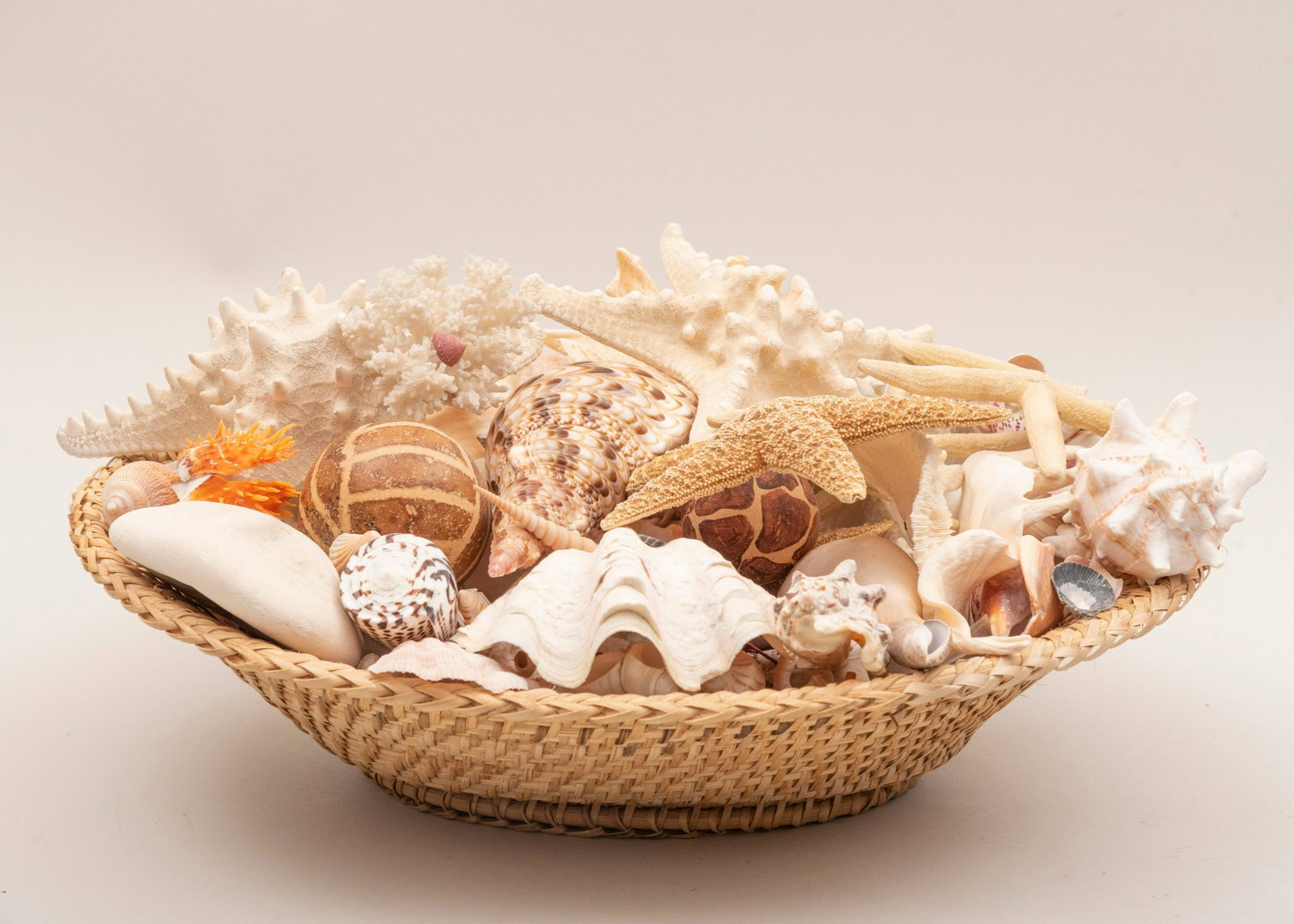 A large collection of seashells, starfish, and sand: A large collection of seashells starfish and sand dollars