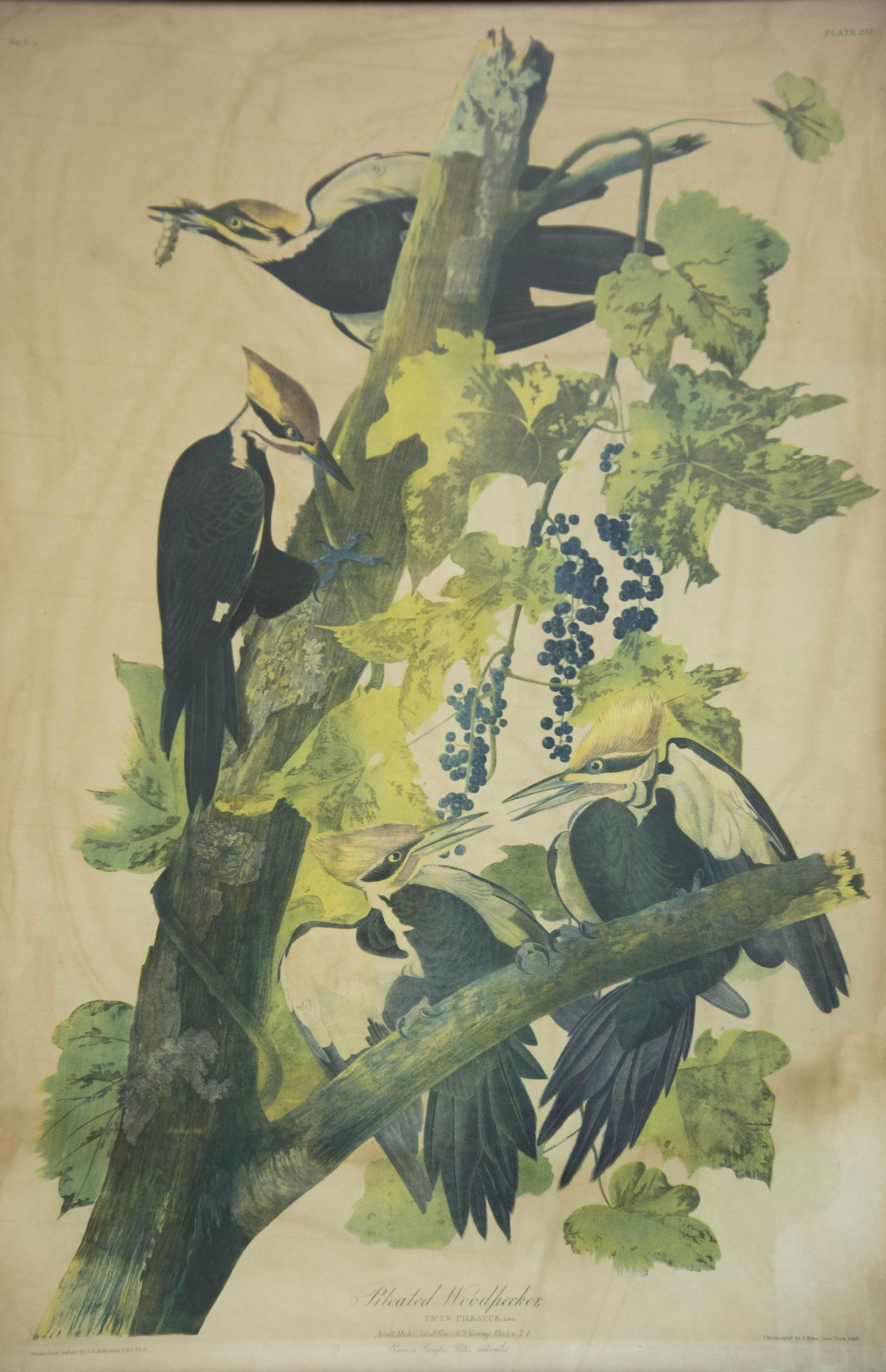 J. Bien Chromolithograph After Audubon, Woodpeckers (1 of 6)