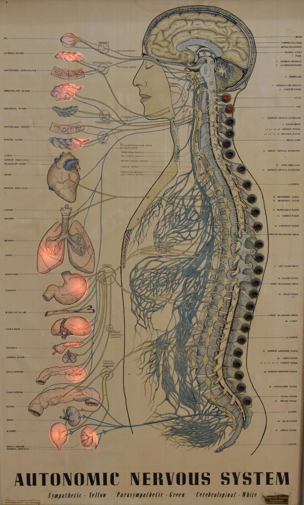 Illuminated Medical Teaching Aid: Autonomic Nervous (1 of 2)