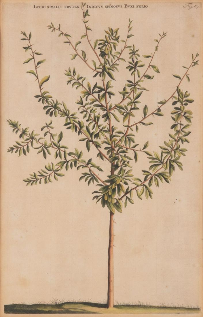 Blaeu, 17th Century, Lycio Simims Frutex Indicus Spinosus, Buxi Folio, 1697, Amsterdam, hand colored (1 of 4)