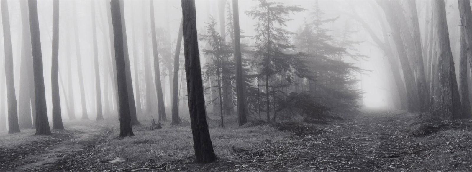 Lyle Gomes, California (b. 1954), Forest, gelatin silver print, ed. 32/50 (1 of 4)