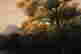 item-137009179=4