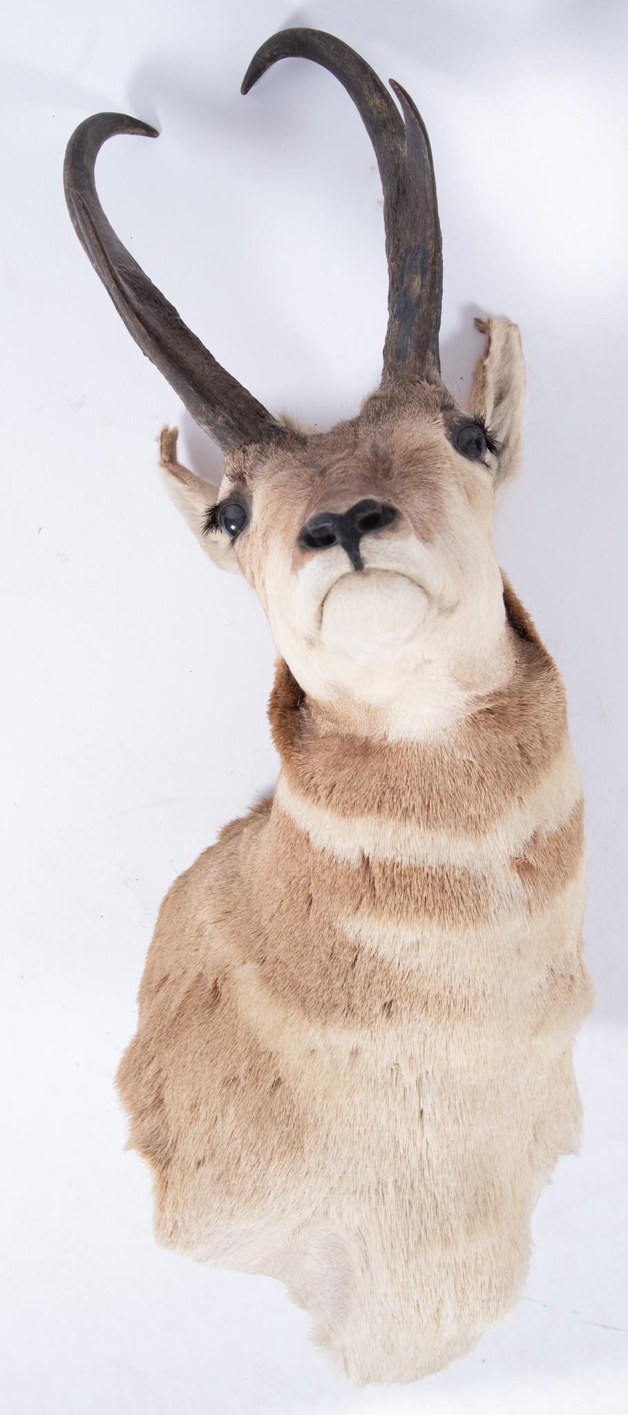 Mid-Century African Kudu Taxidermy Mount (1 of 2)