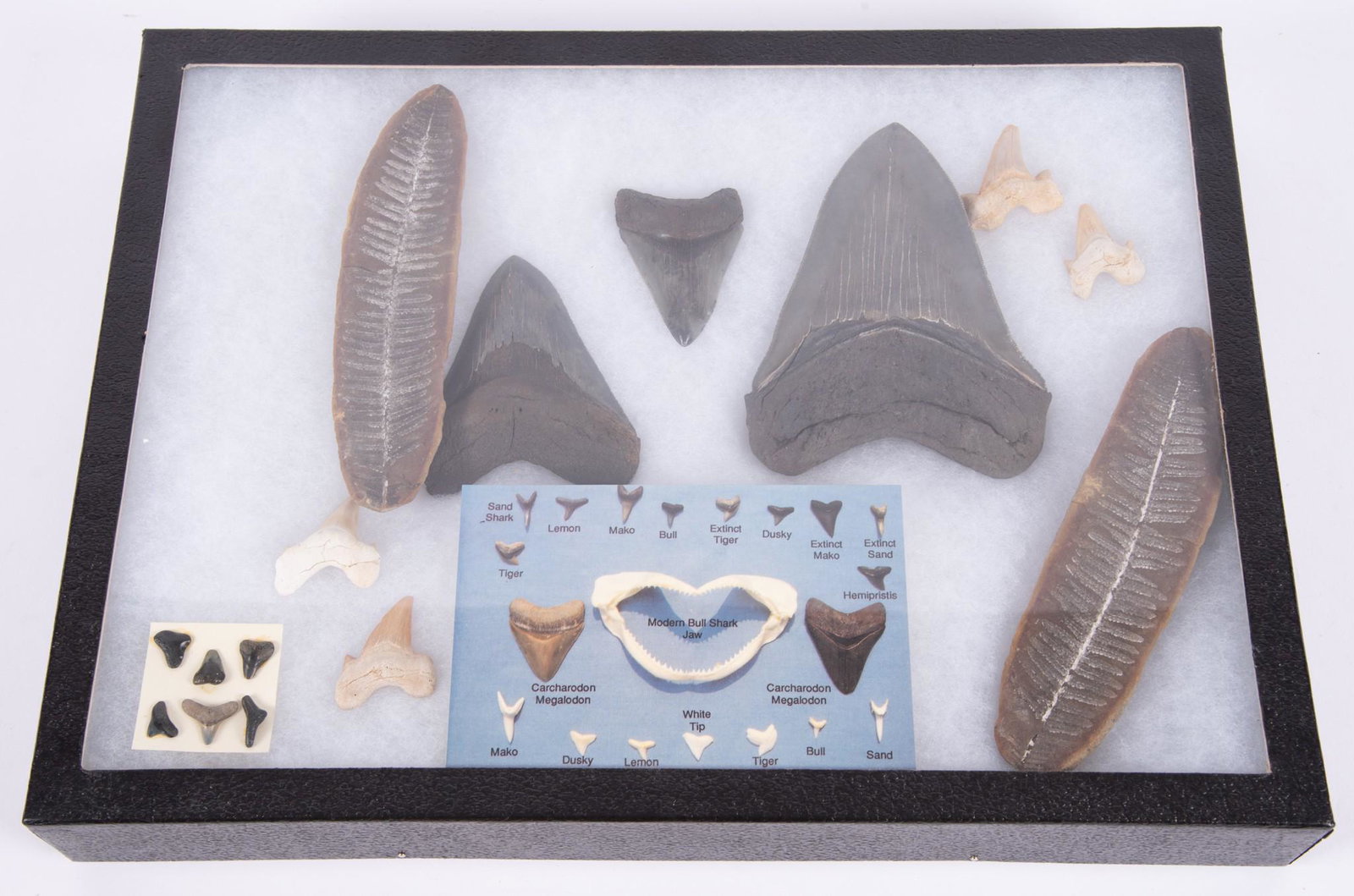 Display of Fossils: Display of Fossilsincluding three Megalodon teeth (total length of largest tooth: 5 1/2''), ten other assorted shark teeth, and two leaf fossils.