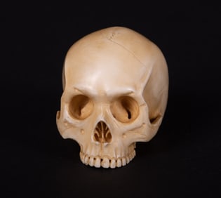 A Japanese Carved Netsuke of a Skull