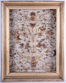A Large Victorian Taxidermy Study of Butterflies, Moths, Insects, and Bats