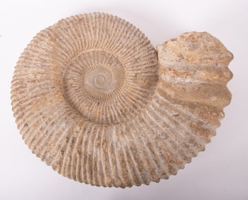 A Large Ammonite Fossil