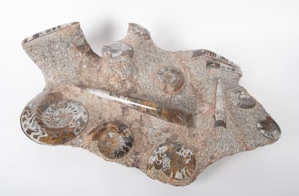 Monumental Ammonite and Orthoceras Fossilized Stone Slab
