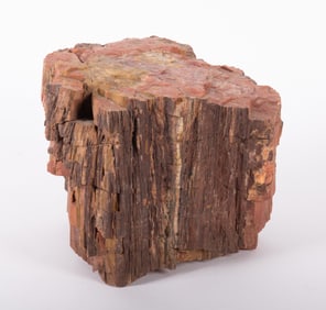 A Petrified Wood Specimen