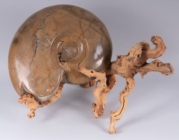 Large Polished Ammonite Fossil