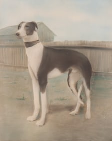 Artist Unknown, Early 20th Century, Black and White Greyhound, color lithograph