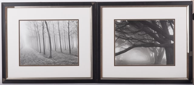 Mark Citret, American (b. 1949), Poplars, 1998, and Cypresses 1996, photographs