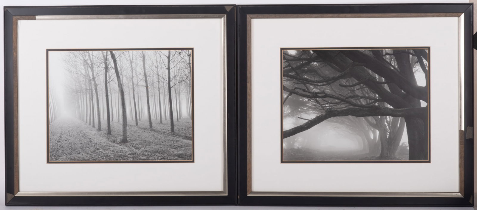 Mark Citret, American (b. 1949), Poplars, 1998, and Cypresses 1996, photographs: Mark CitretAmerican, (b. 1949)Poplars, 1998, and Cypresses 1996photographsPoplars, Po River Valley in Northern Italy and Cypresses on Skyline Drive in San Fransisco. Unsigned, framed11 1/2 x 15 inches