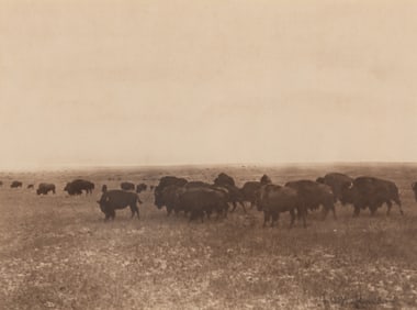 Laton Anton Huffman, Montana (1854-1931), Buffalo Grazing, Larger Herd, photogravure