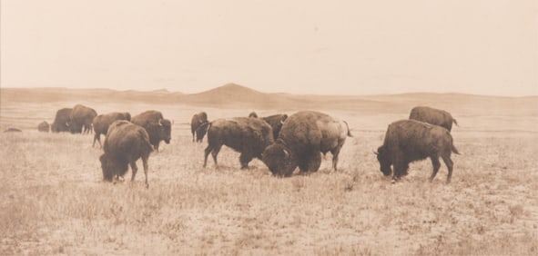 Laton Anton Huffman, Montana 1854-1931, Buffalo Grazing in the Big Open, North Montana, 1880,