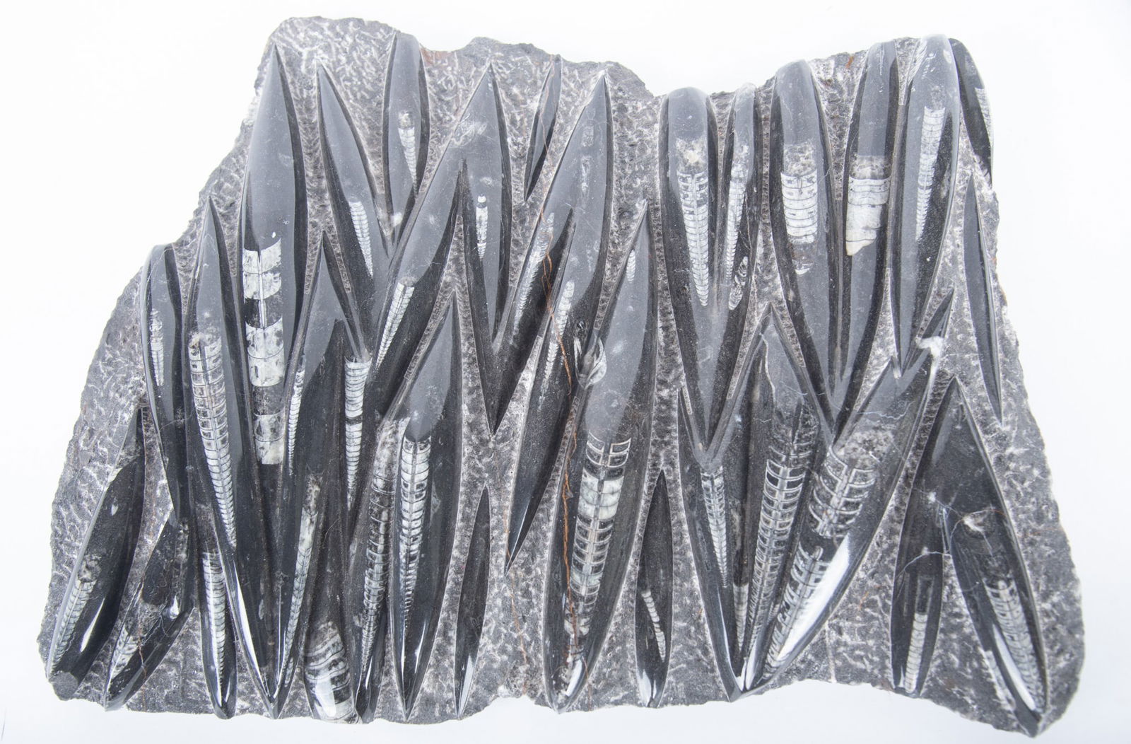 Large Orthoceras Fossil Plate: Large Orthoceras Fossil Plate 19 x 15 inches