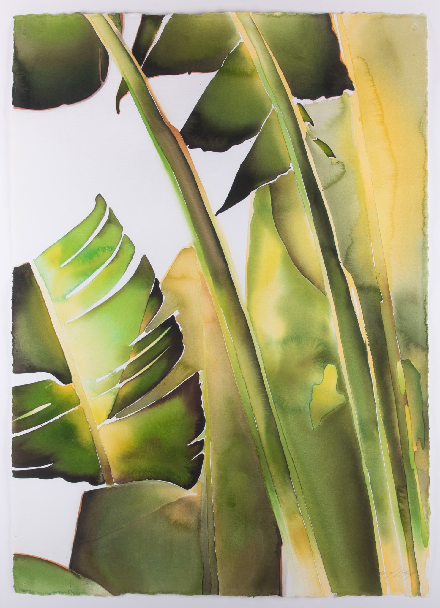 Carol Carter, Grand Banana II, 2003, watecolor on paper (1 of 4)