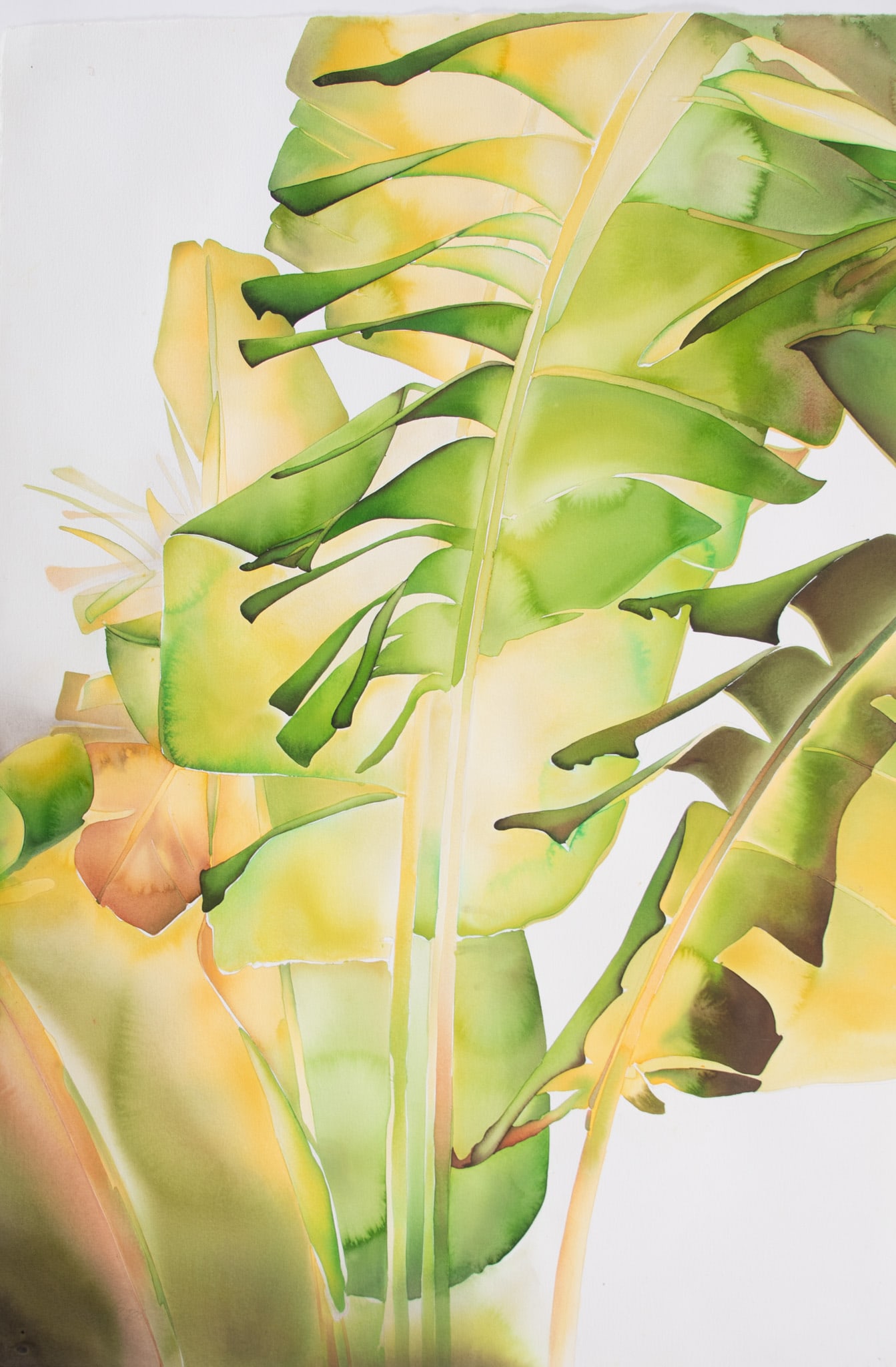 Carol Carter, Grand Banana II, 2003, Watercolor on paper (1 of 5)