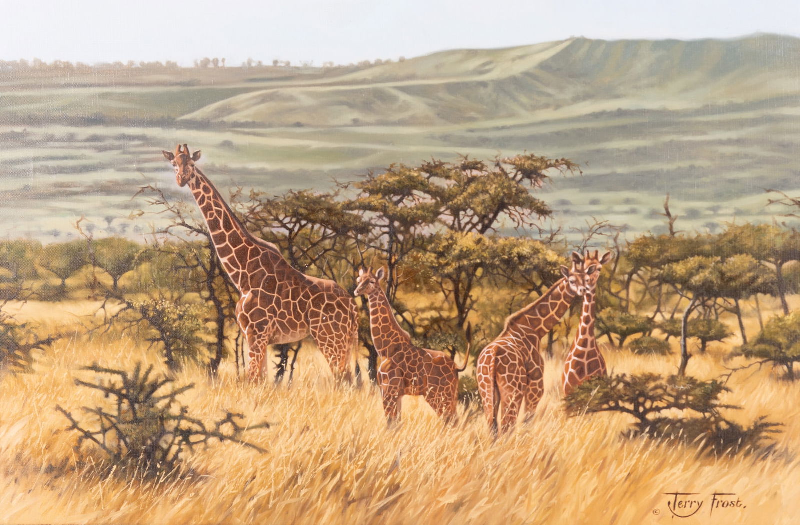 Terry Isaac Frost, (1946-2019), Reticulate Giraffe Family, oil on canvas: Terry Isaac Frost(1946-2019)Reticulate Giraffe Familyoil on canvassigned lower right, framed.20 x 30 inches