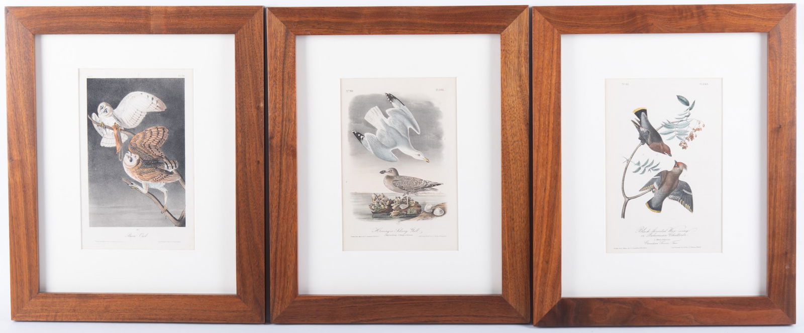John James Audubon, American (1785-1851), Herring or Silvery Gull, Barn Owl, and Black-Throated (1 of 4)