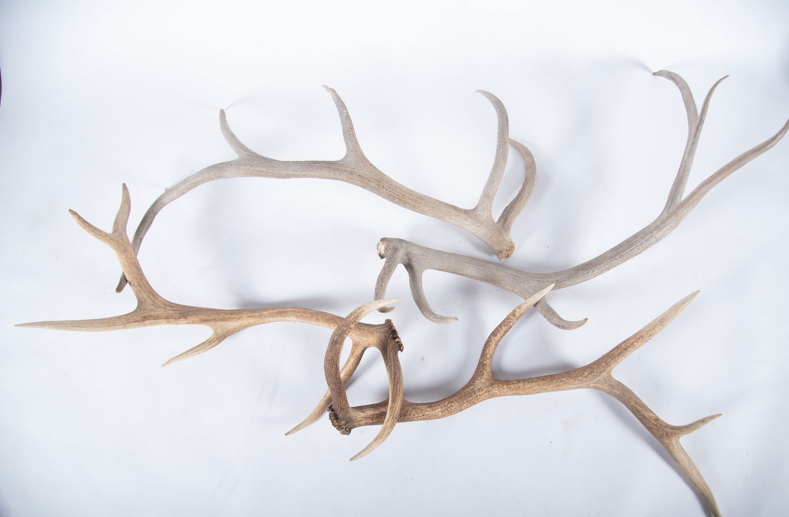 Three Pairs of Unmounted Antlers (1 of 4)