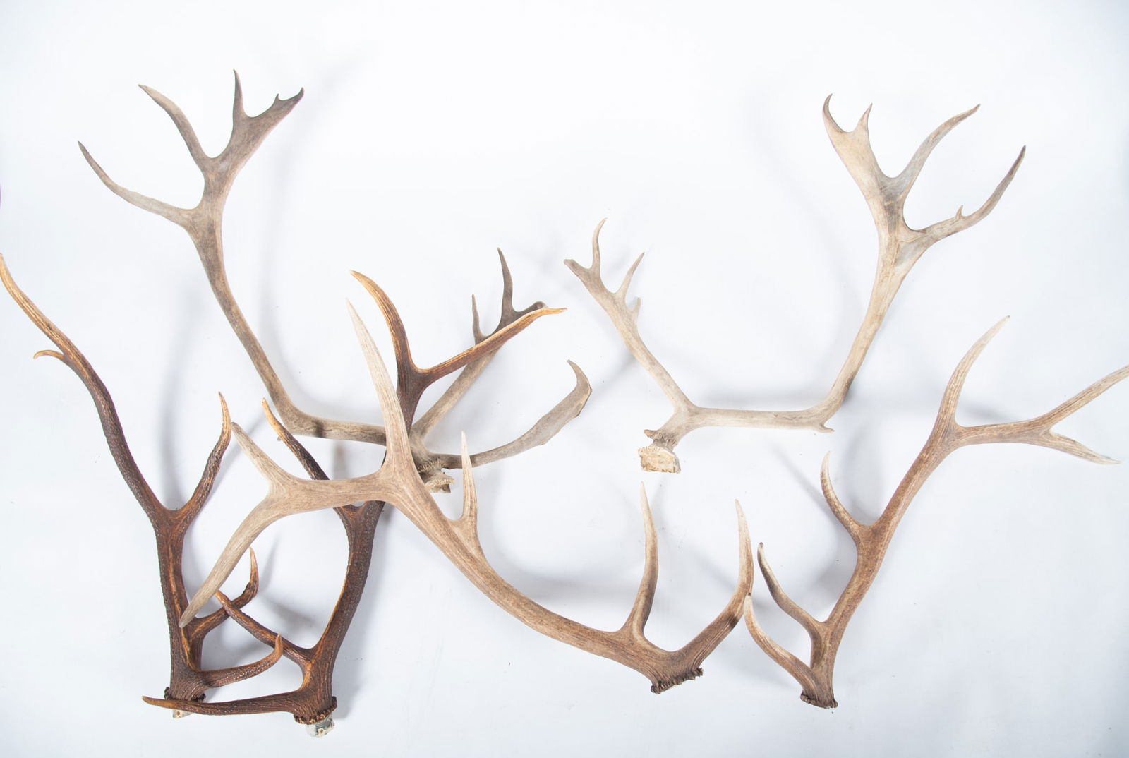 Unmounted Antler Sets (1 of 4)