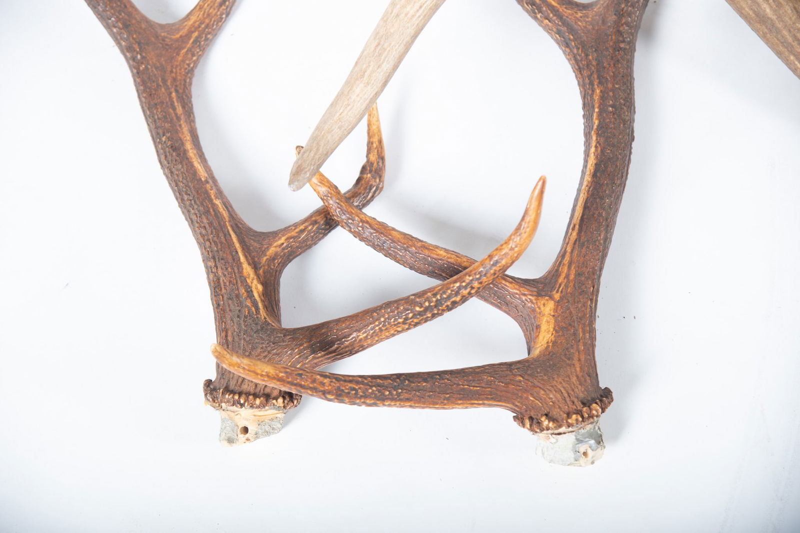 Unmounted Antler Sets - 2