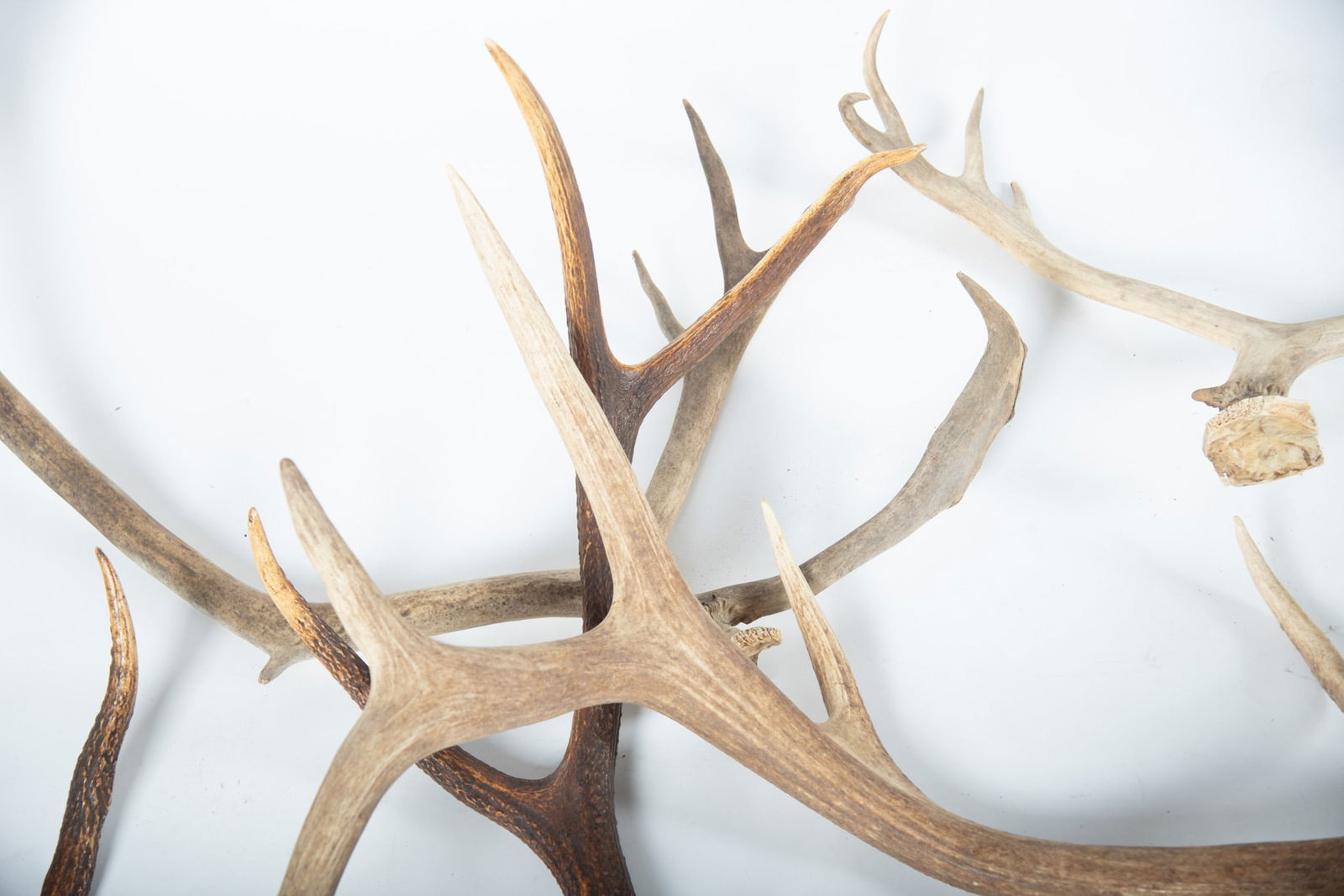 Unmounted Antler Sets - 3