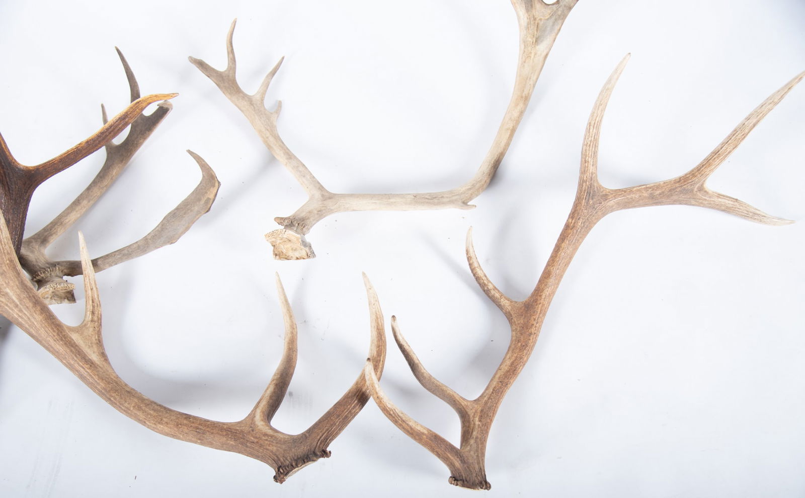 Unmounted Antler Sets - 4