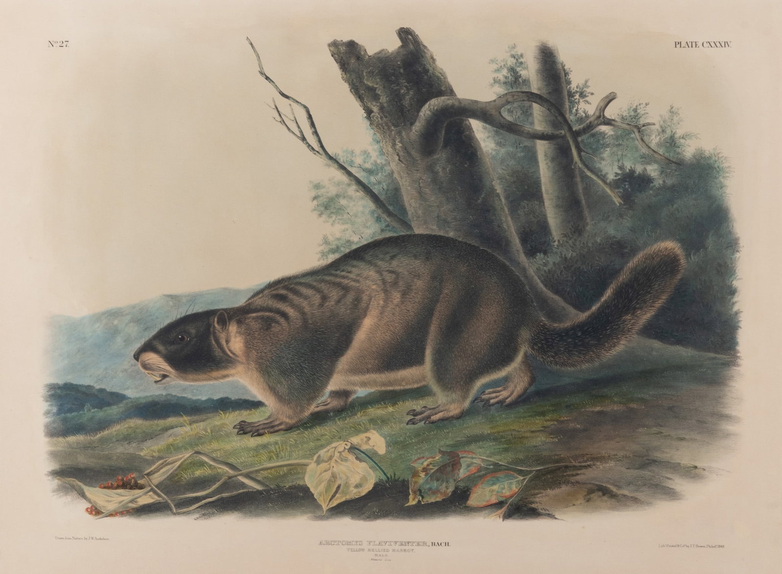 John J. Audubon, France, New York, Louisiana 1785-1851, Yellow Bellied Marmot, Male, 1848, (1 of 5)