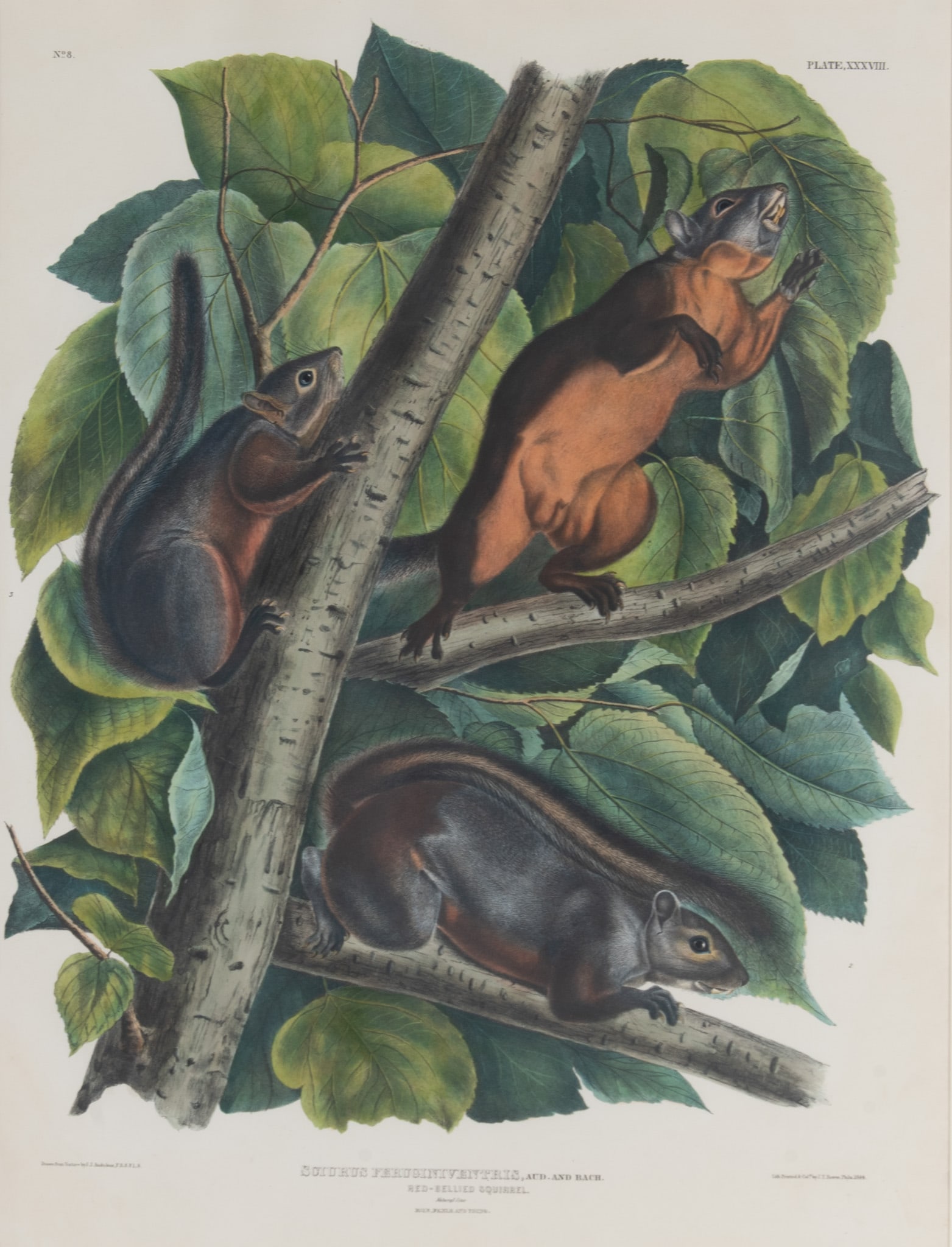 John J. Audubon, France, New York, Louisiana 1785-1851, Red-Bellied Squirrel, plate XXXVIII,: John J. Audubon France, New York, Louisiana, 1785-1851 Red-Bellied Squirrel, plate XXXVIII hand-colored lithograph from The Viviparous Quadrupeds of North America, Bowen edition 27 x 20 1/4 inches (vi