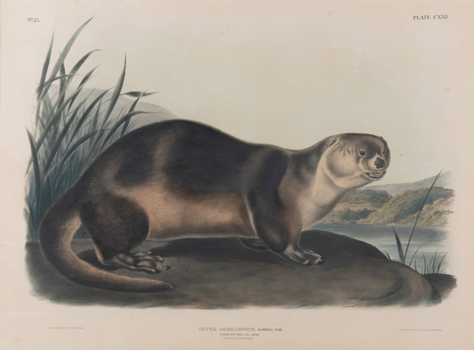 John J. Audubon, France, New York, Louisiana (1785-1851), Sabine, Lutra Canadensis, No 25, Plate (1 of 5)