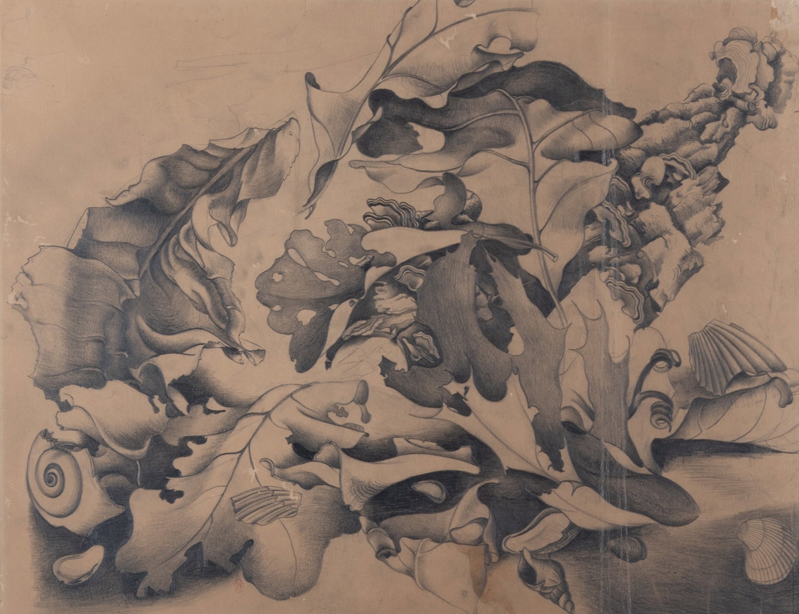 Russell Kraus, St. Louis (1918-2009), Leaves, graphite on paper (1 of 4)